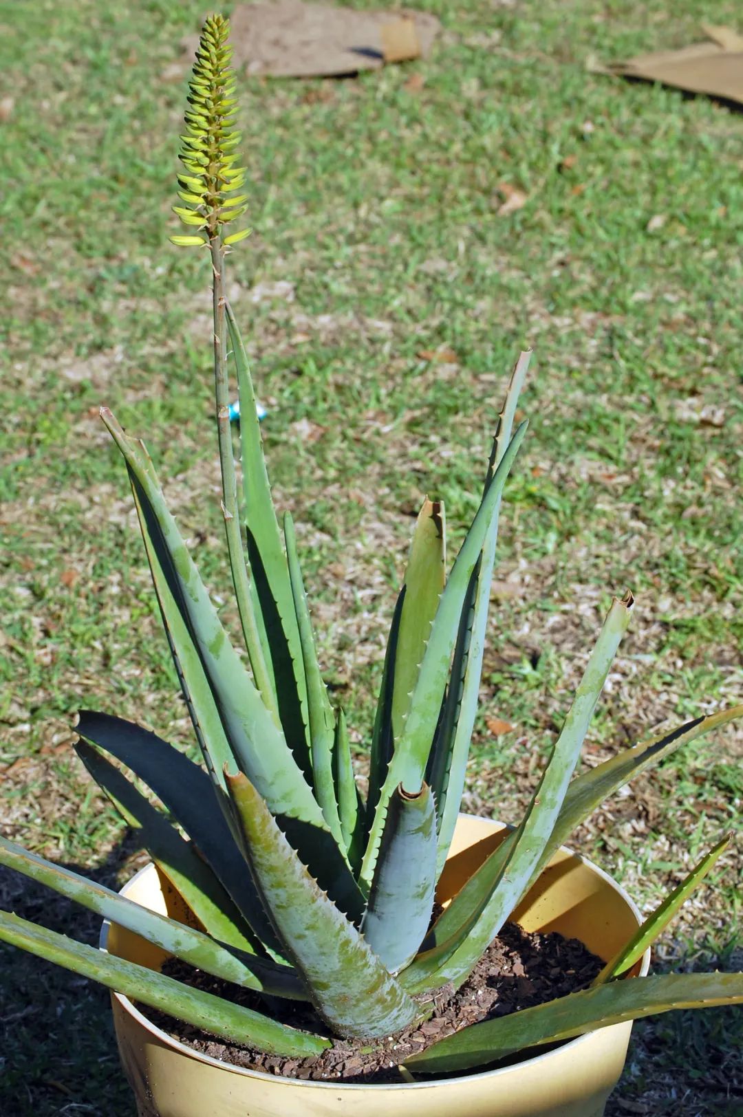 室内养盆栽芦荟要注意的几个地方,想让它开花,要让它适当干旱