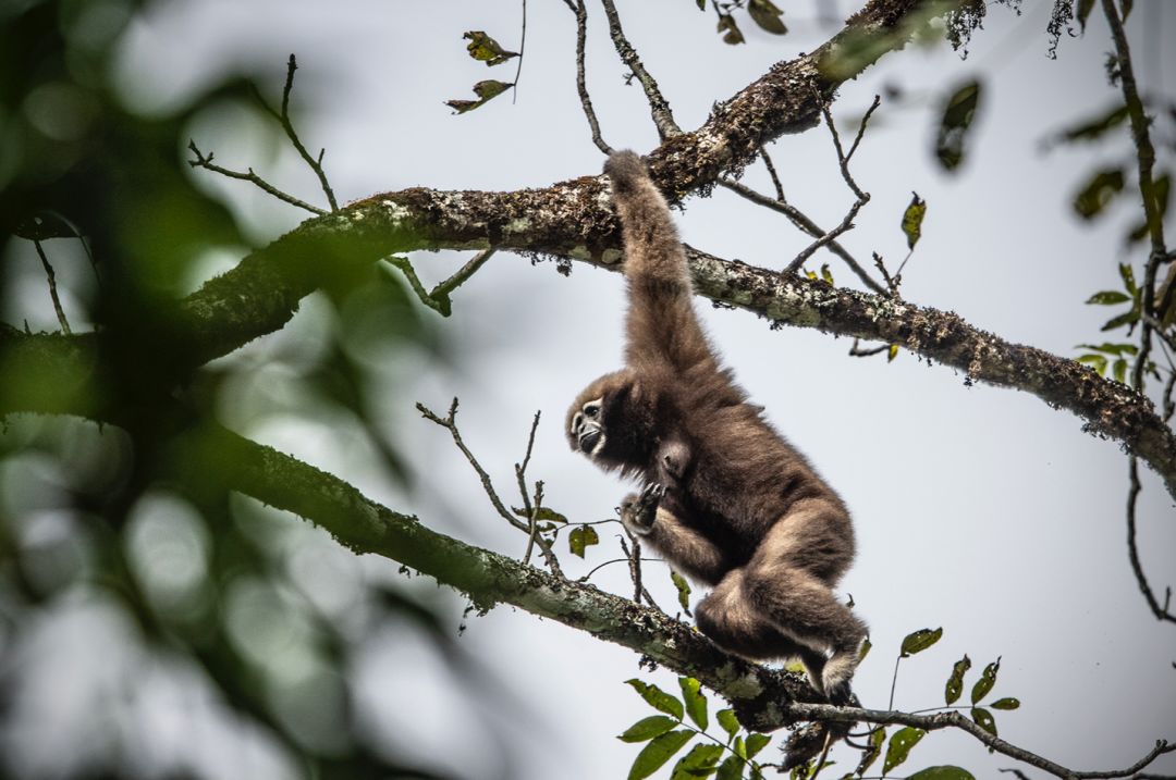 那些因人类的迷信娱乐贪婪，给野生动物带来的苦难