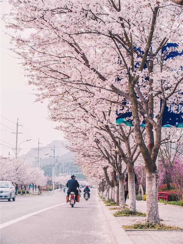 西海岸这两条樱花大道浪漫绽放, 一大波美图请收好|花开西海岸