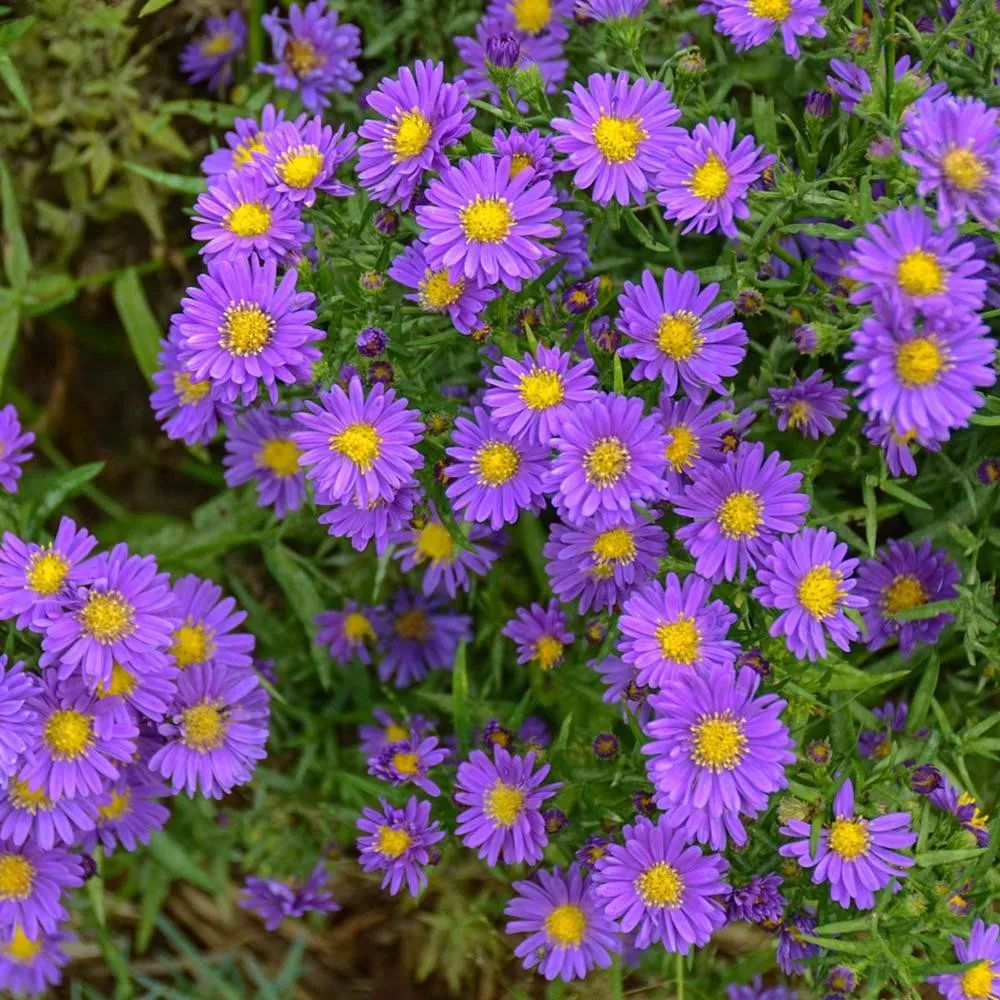 第3种,紫苑花