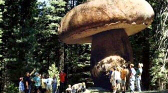 史前巨型蘑菇状生物,经过1个多世纪的争论依旧无法确定何种植物__凤凰