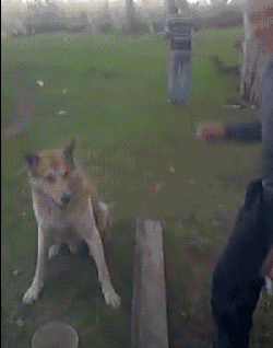 恶搞香菜徒手推楼海里熨衣有人能管管这帮野老外吗