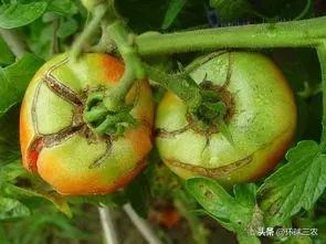 而到了后期,在西红柿结果生长发育阶段施入氮肥,钾肥过多,没有及时增