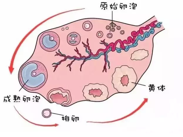 二,下丘脑-垂体-卵巢轴功能紊乱