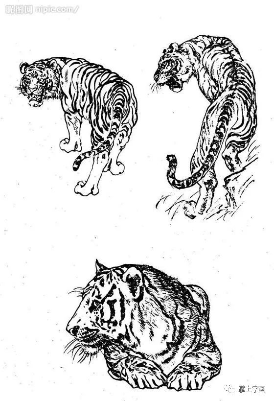 书画联盟丨白描动物 之 山羊,牦牛,老虎篇