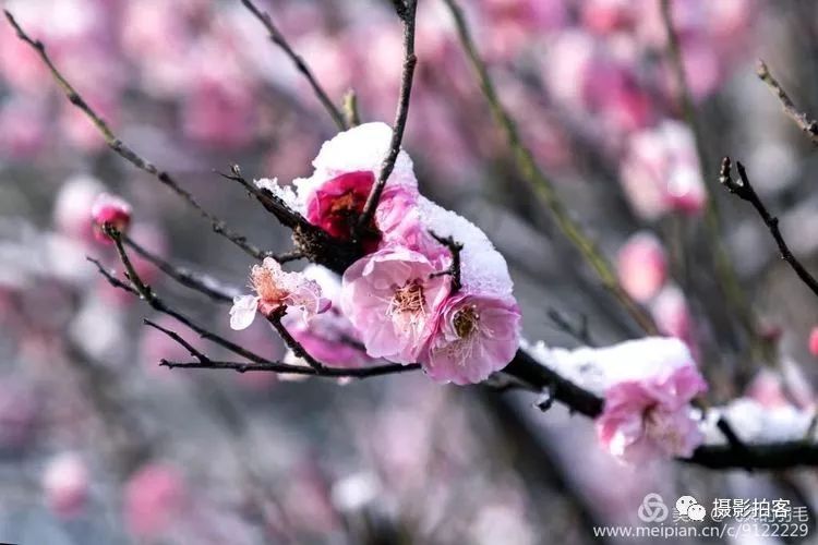 雪梅迎春开