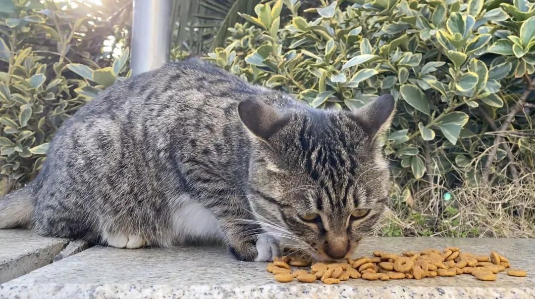 逆行四十日，香港摄记的武汉故事
