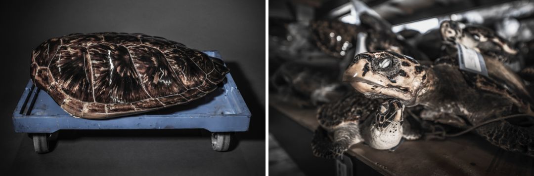 那些因人类的迷信娱乐贪婪，给野生动物带来的苦难