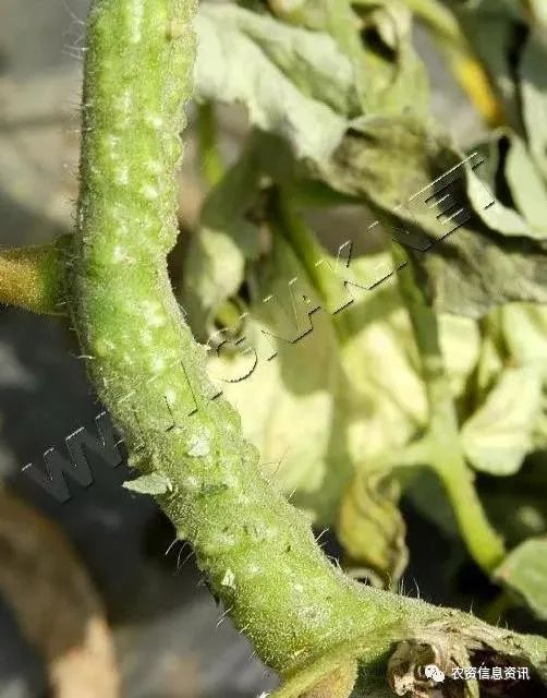 番茄青枯病—发病后期