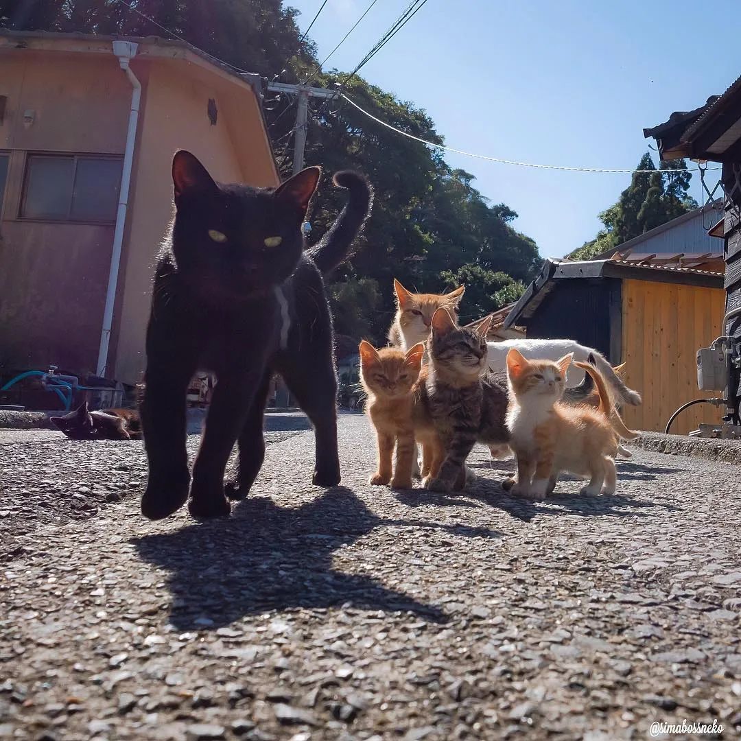 日本猫岛被投毒4年活下来不到13凶手终于找到了