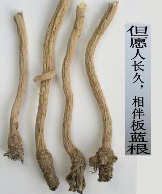 板蓝根是怎样成为国民神药的｜大象公会