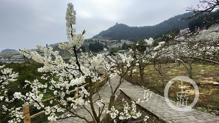 这里的李花怒放花如雪一坡白