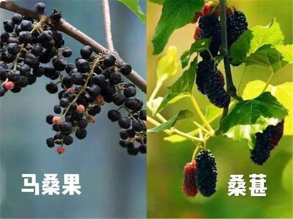 它的名字就是——马桑果