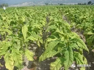 各种营养元素缺少或者过多都有哪些症状(附图)