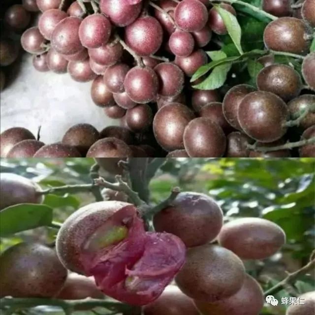 以下这7大黄皮果品种香甜各有特色你认为哪种更好