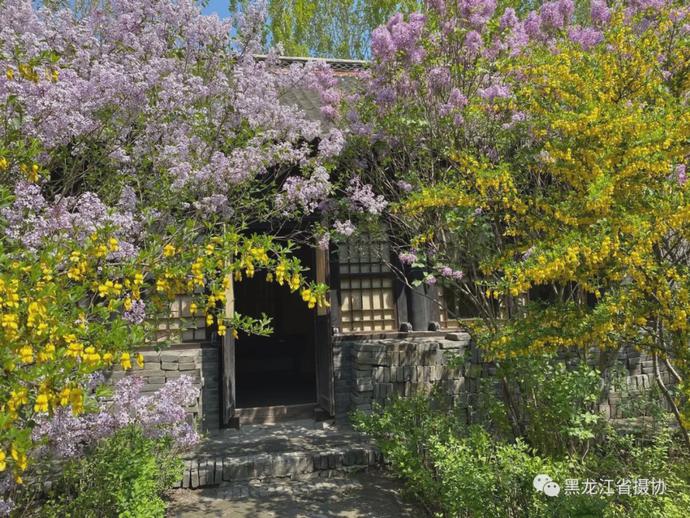 五月的鲜花，开遍龙江大地