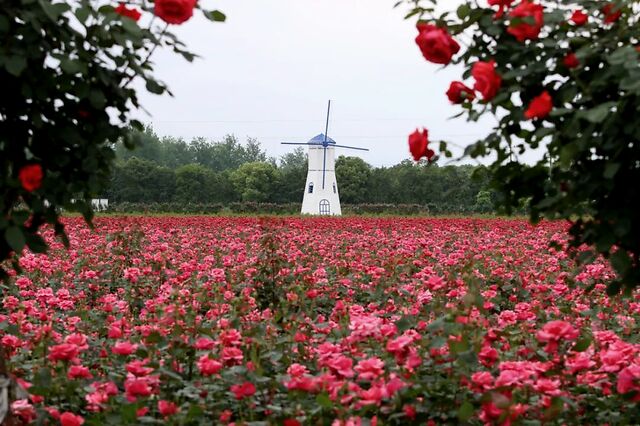 300多亩,1000多种,一岛玫瑰即将盛放!"味道山乡"最有爱的活动要来了