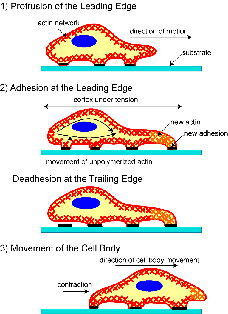 细胞迁移(图片来源:researchgate.net)
