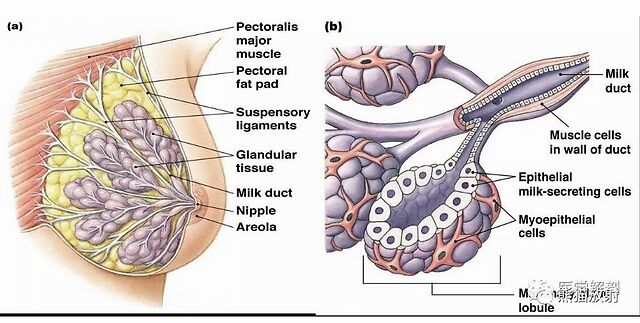 1,乳头,2,输乳管及乳腺导管,3,皮肤,4,脂肪岛,5,cooper"s韧带,6,静脉