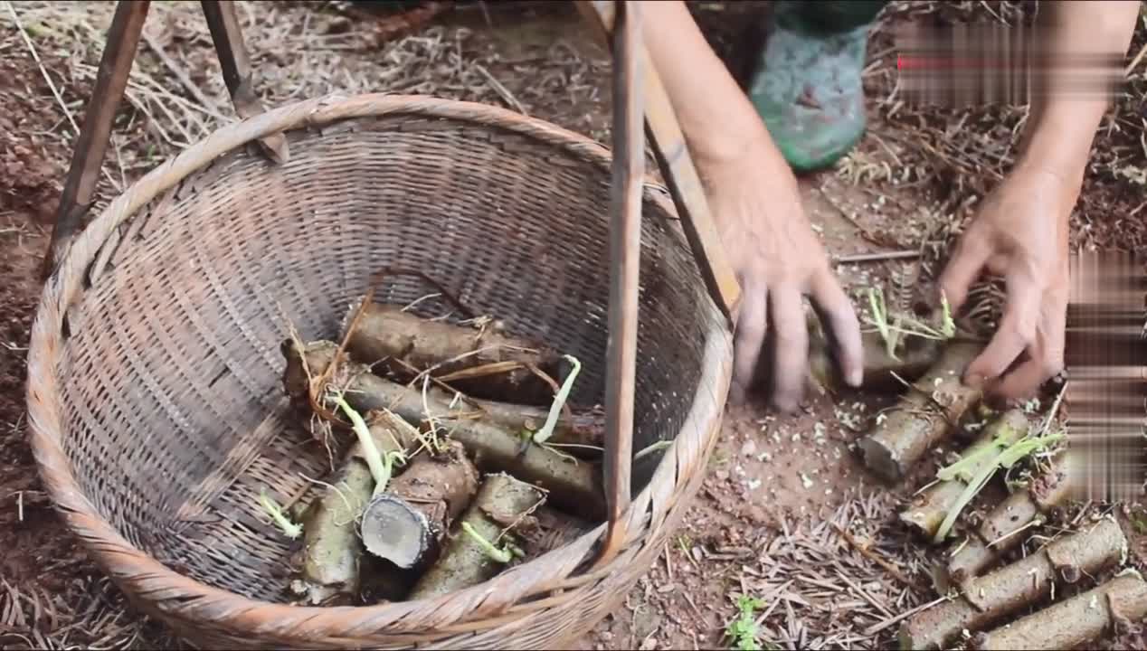 什么是木薯粉,就是那个珍珠粉原材料.