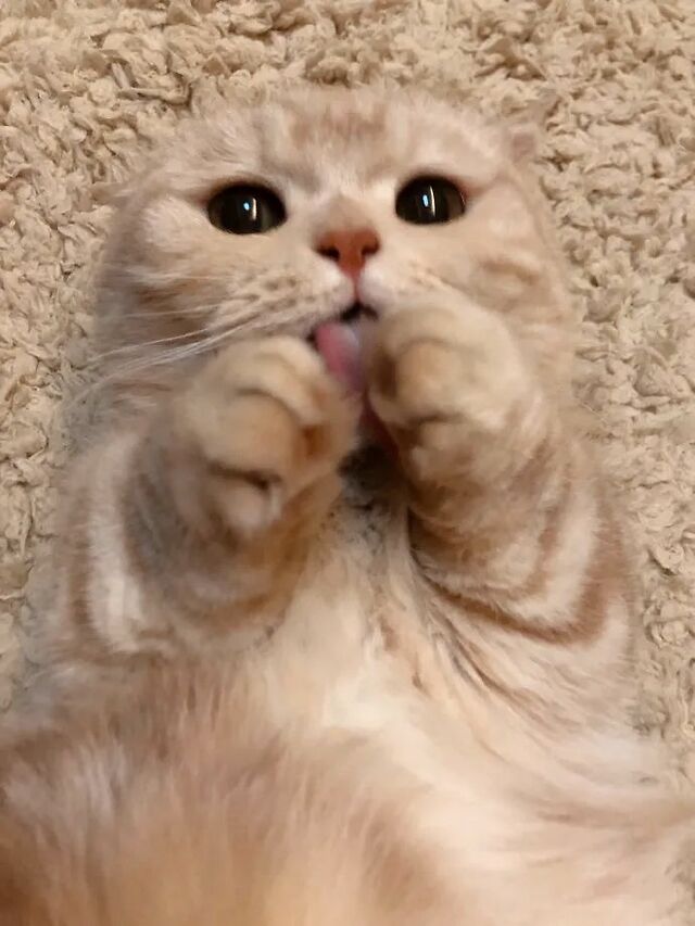 我不过是一只可爱的小猫咪 风情万种吐舌头!