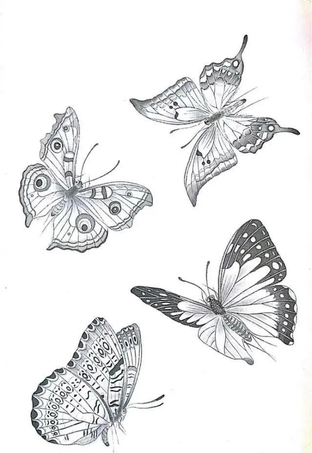 蝴蝶白描画谱