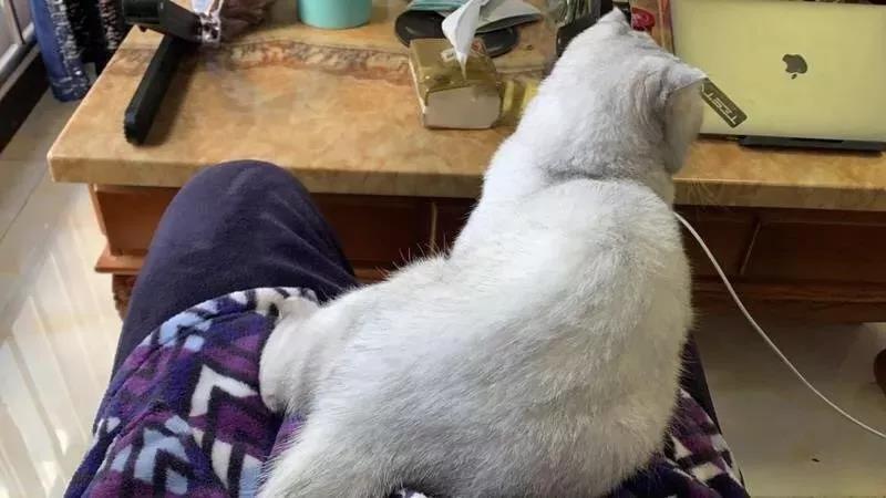 疫情之下在家办公，爆笑职场人窘态百出