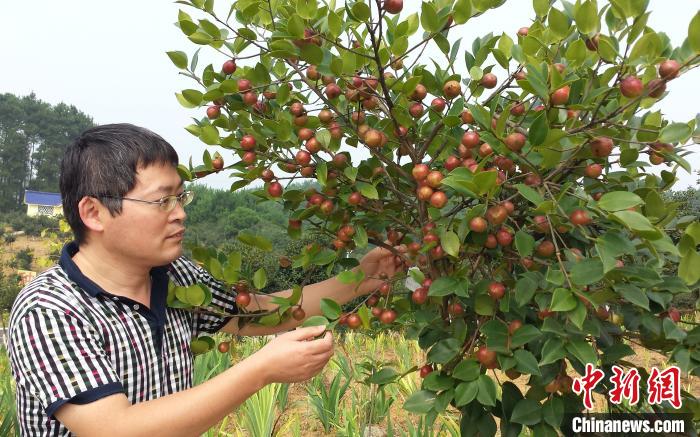 杨秘8月初,记者走进贵州省铜仁市玉屏侗族自治县朱家场镇新改造的油茶