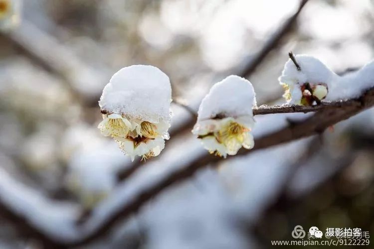 雪梅迎春开