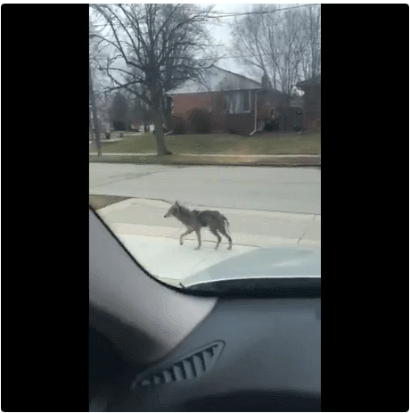 全球30亿人居家隔离,动物们来占领城市了!野猪街头狂奔