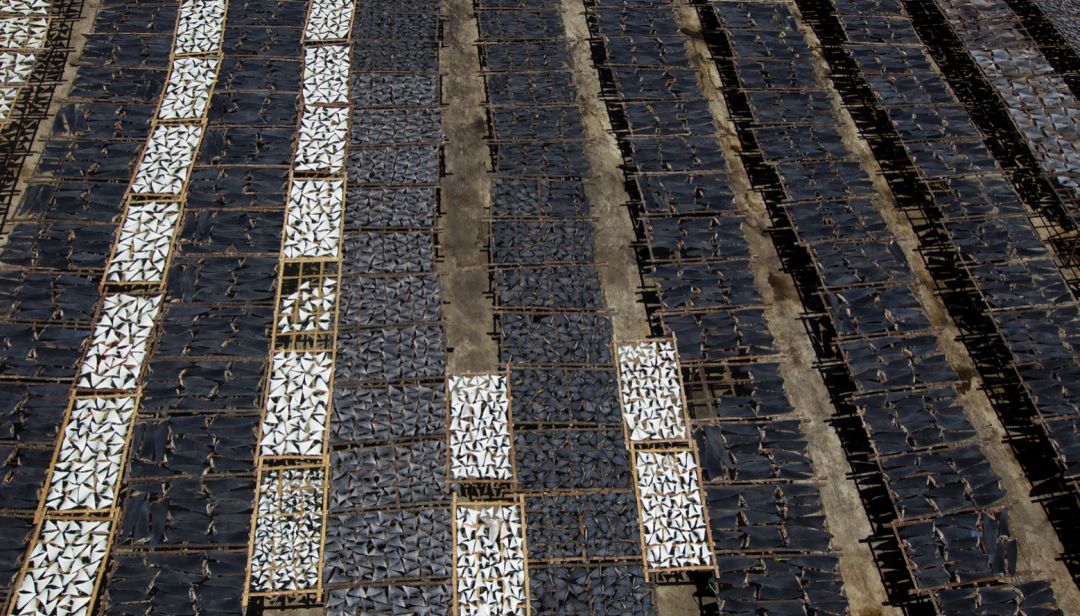 那些因人类的迷信娱乐贪婪，给野生动物带来的苦难