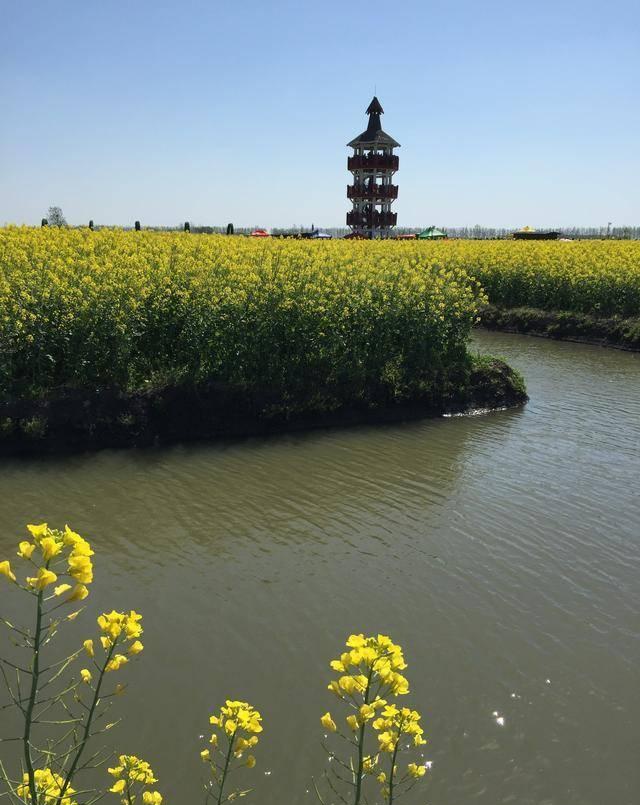油菜花美景千篇一律,兴化千垛油菜花海万里挑一
