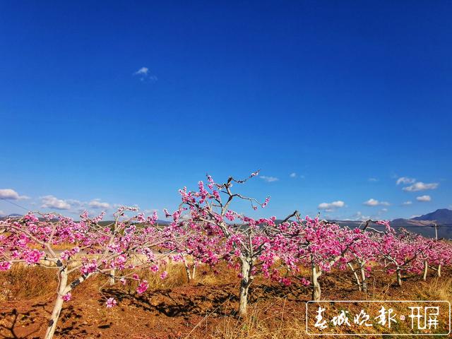 丽江拉市海迎来最美季节 万亩雪桃花开成海