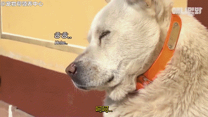 这只狗子表面吃斋念佛,背地里竟花天酒地,妻妾成群,主人都惊呆了