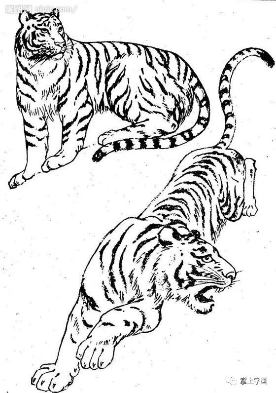 书画联盟丨白描动物 之 山羊,牦牛,老虎篇
