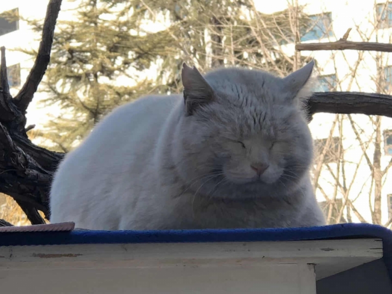 时评：央视猫叫