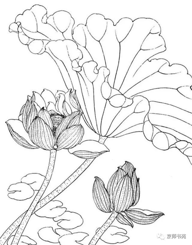 白描素材荷花