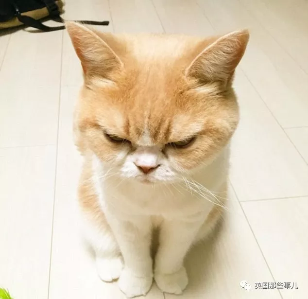 就算喵星人摆出一副不开心的生气脸,同样也是让人萌化