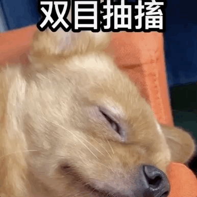 狗生耻辱!那只无法无天的网红狗