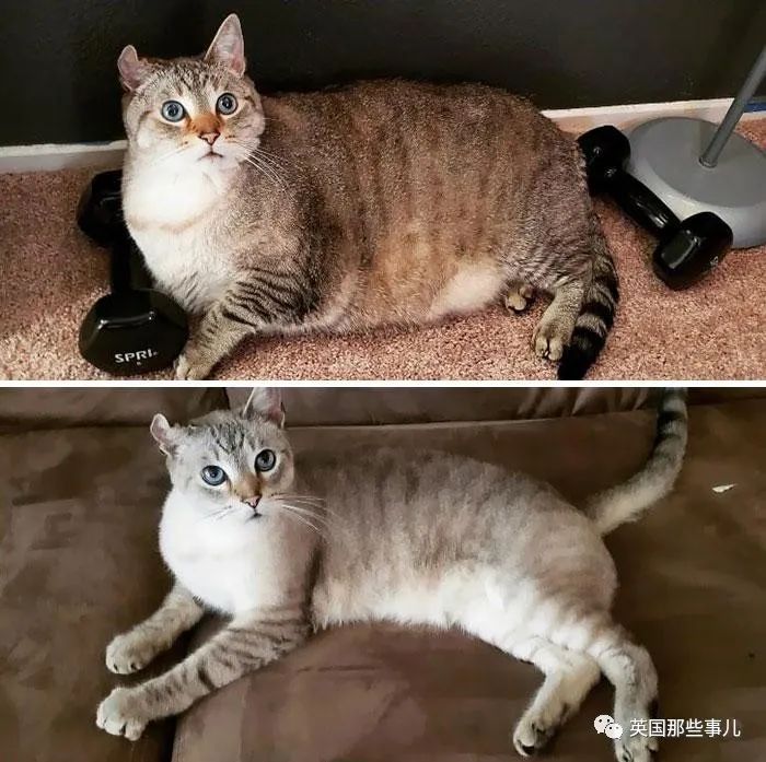 这么多胖猫都一个个瘦下来了!你还有什么借口喵喵喵?