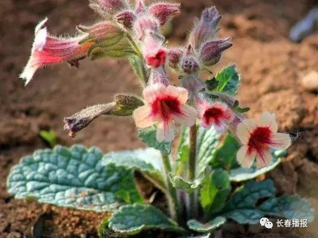 农村常见的50种野花野草你还记得它们的名字吗