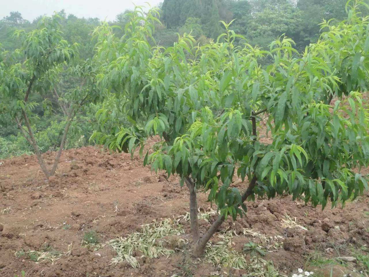 桃树种植注意这几点,避免出现叶片黄,落果多,成熟晚的问题