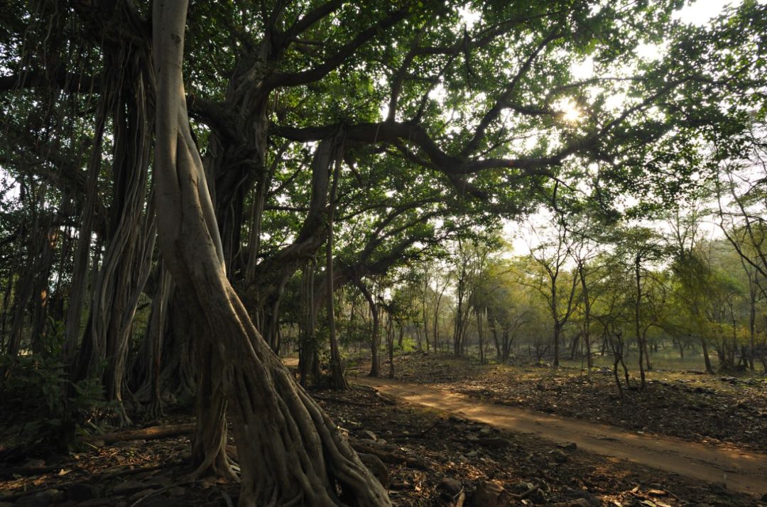 印度夫妻买下140000㎡荒地，倾家荡产就为了活命