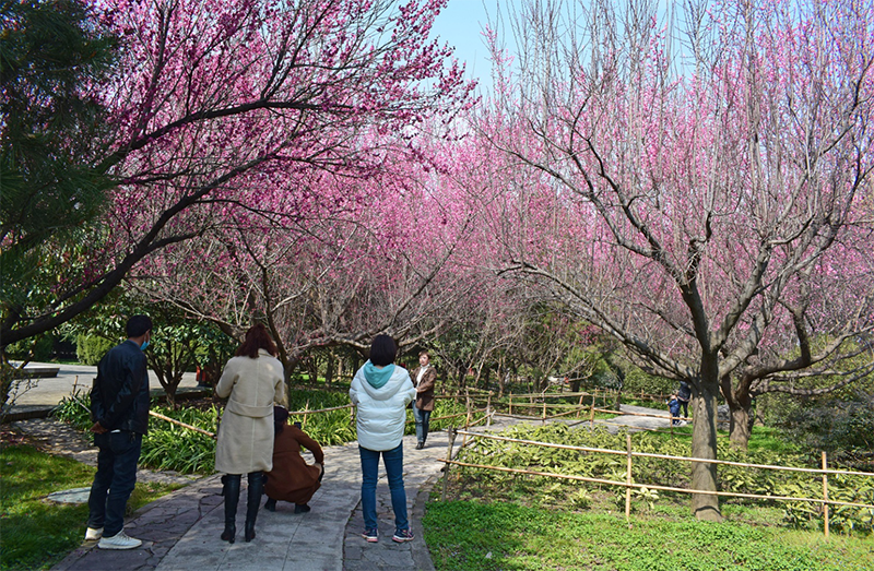 西安楼观的梅花开了,你知道梅花怎么拍,才能拍出梅之神韵么?