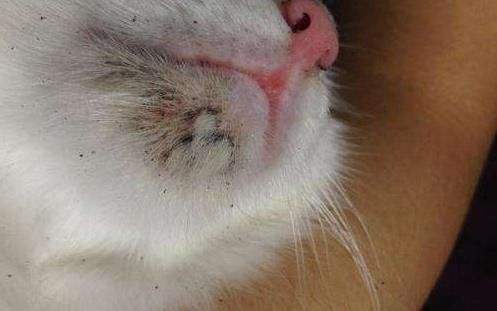 猫咪常见的皮肤病