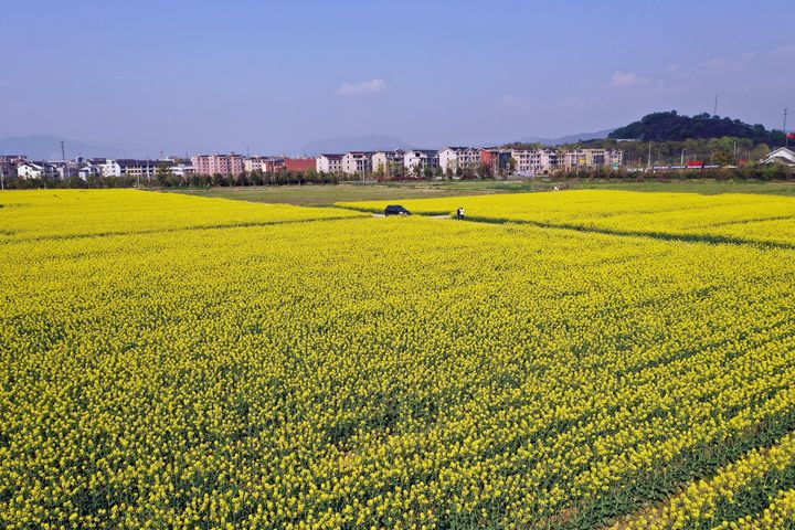 3月18日下午,东阳市天气晴好,阳光明媚,歌山镇凤山村俞黄自然村附近的