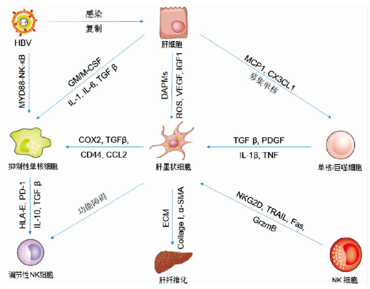 hbv介导的肝星状细胞和天然免疫细胞的相互作用