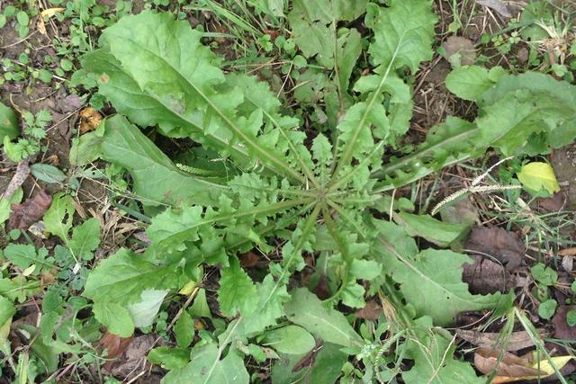 这些野菜你都认识吗?快来科普一下