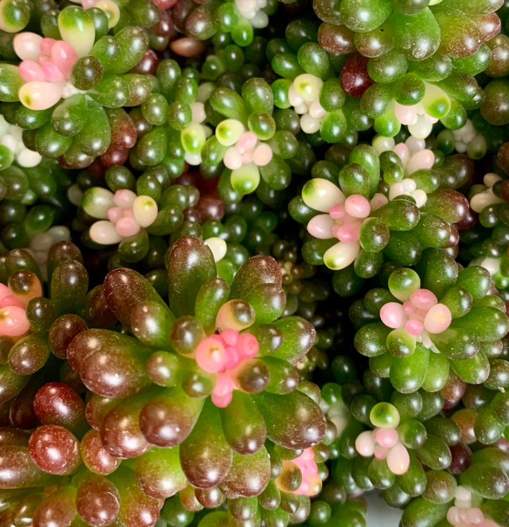 丽姐说花卉:彩色浆果多肉植物,稀有小贵货,罕见粉色多肉盆栽__凤凰网