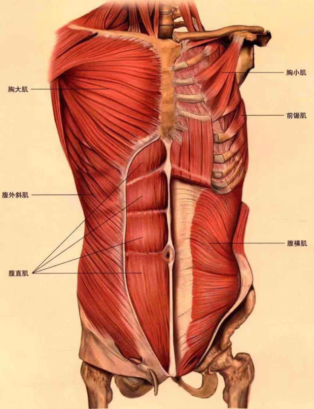 如何避免在练瑜伽时受伤?你需要认识筋膜,韧带及肌腱